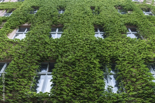 House facade overgrown with Boston ivy (Parthenocissus tricuspidata), Berlin, Germany, Europe photo