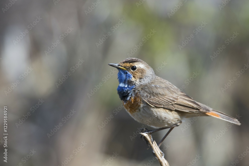Fototapeta premium Bluethroat (Luscinia svecica) sitting on branch, Lower Saxony, Germany, Europe