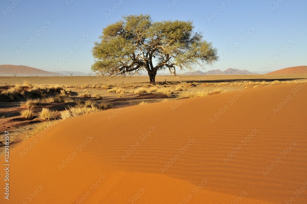 Acacia at the foot of a dune near Sossusvlei, Namib Desert, Namib Naukluft Park, Namibia, Africa Acacia at the foot of a dune near Sossusvlei, Namib Desert, Namib Naukluft Park, Namibia, Africa