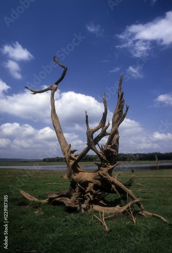 An uprooted tree branch makes for a perfect picture in Kabini, Karnataka, India, Asia