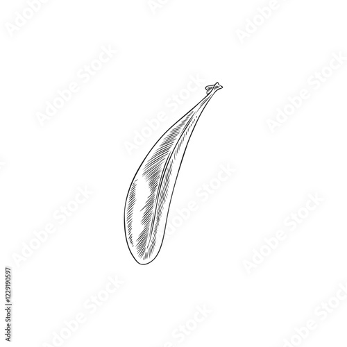 Vector botanical illustration in monochrome style with argan leaf.