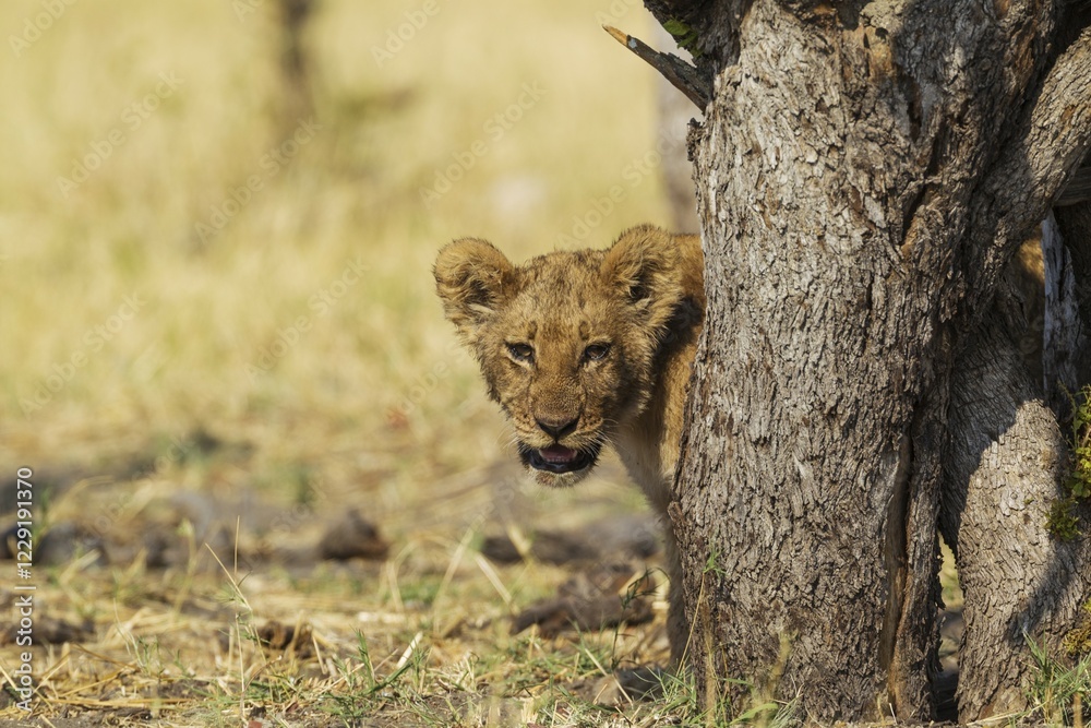 Obraz premium Lion (Panthera leo), cub, Savuti, Chobe National Park, Botswana, Africa