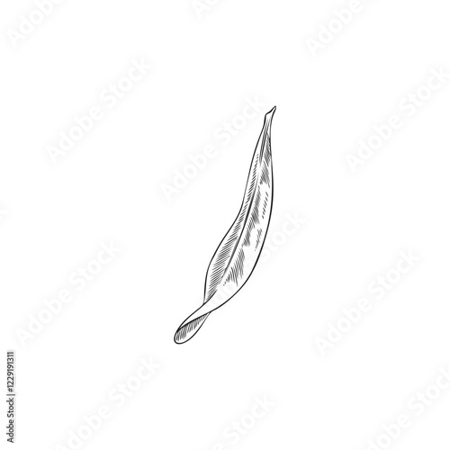 Vector black and white sketch of hand drawn argan leaf.