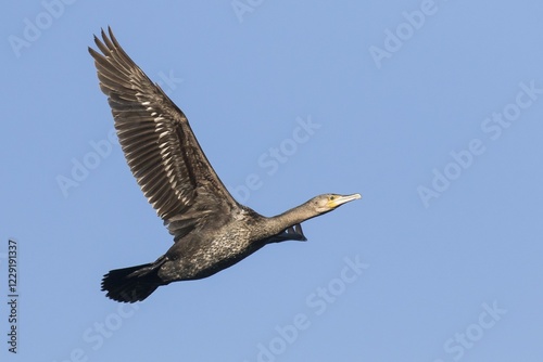 Flying great cormorant (Phalacrocorax carbo), Hesse, Germany, Europe
