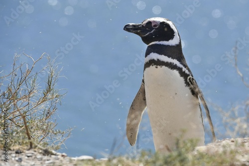 Magellanic penguin (Spheniscus magellanicus), Penguin colony Punta Tombo near Pininsula Valdez, Patagonia, East Coast, Atlantic Ocean, Argentina, South America