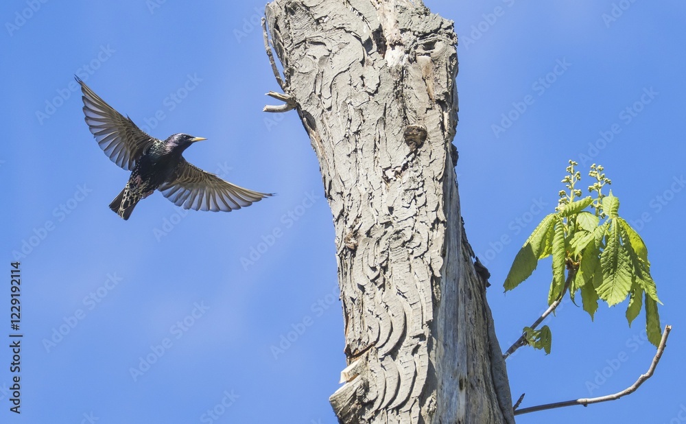 European Starling (Sturnus vulgaris) approaching the nesting cave in the tree, Germany, Europe European Starling (Sturnus vulgaris) approaching the nesting cave in the tree, Germany, Europe