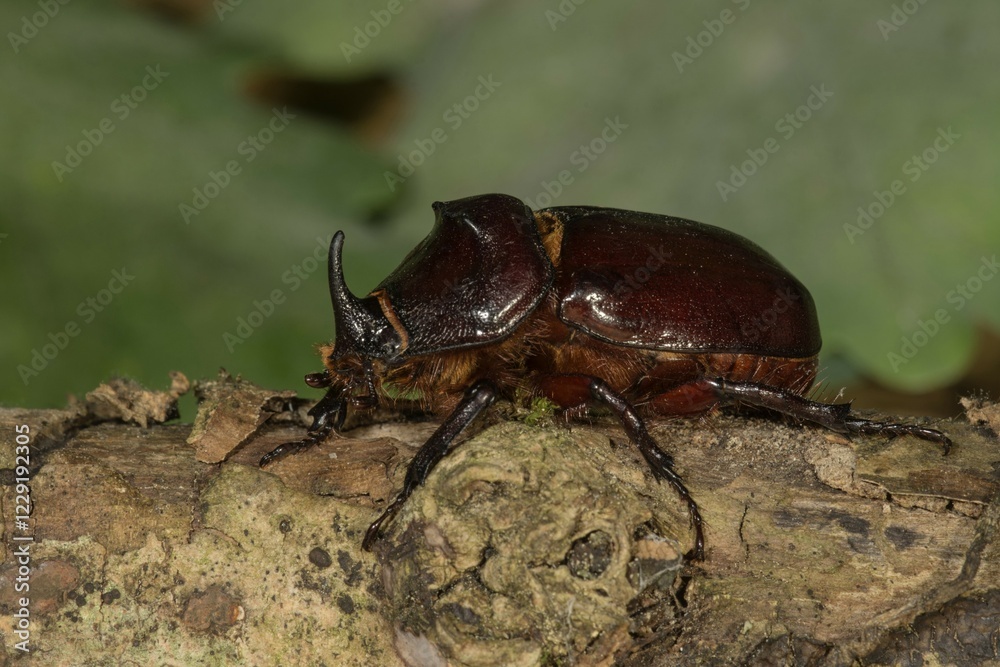 European rhinoceros beetle (Oryctes nasicornis), male on a branch, Baden-Württemberg, Germany, Europe