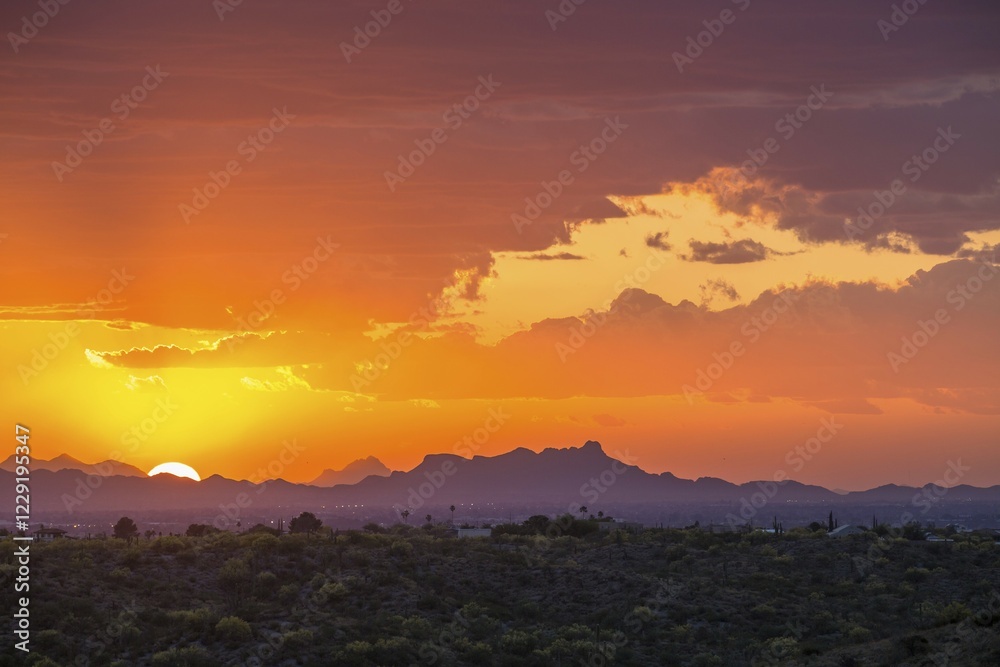 Obraz premium Sonora Desert at sunset, Saguaro National Park, Tucson, Arizona, USA, North America