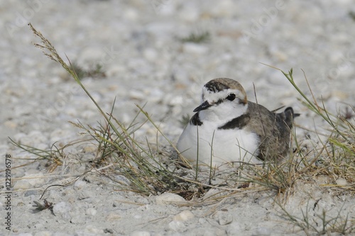 Kentish Plover (Charadrius alexandrinus) photo