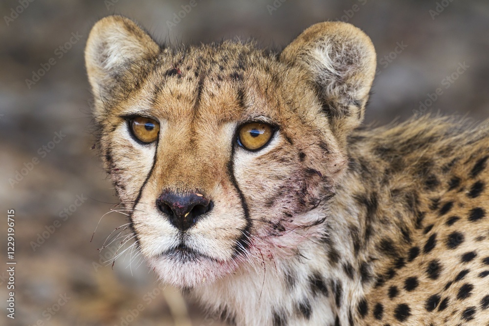 Cheetah (Acinonyx jubatus), female, animal portrait with bluddy mouth, Kalahari Desert, Kgalagadi Transfrontier Park, South Africa, Africa Cheetah (Acinonyx jubatus), female, animal portrait with bluddy mouth, Kalahari Desert, Kgalagadi Transfrontier Park, South Africa, Africa
