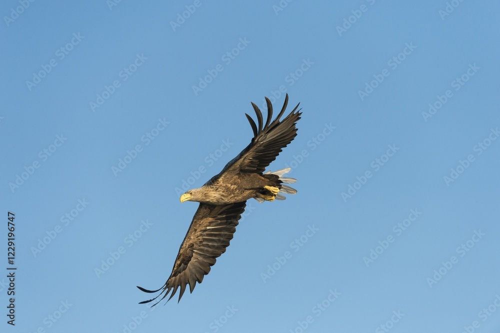 Obraz premium White-tailed Eagle or Sea Eagle (Haliaeetus albicilla), in flight, Mecklenburg Lake District, Mecklenburg-Western Pomerania, Germany, Europe