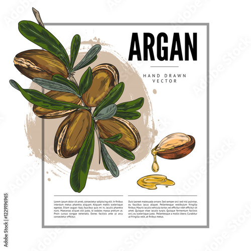 Argan branch with leaves and nuts sketch vector label design, hand drawn cosmetic and medical plant, essential oil fruit