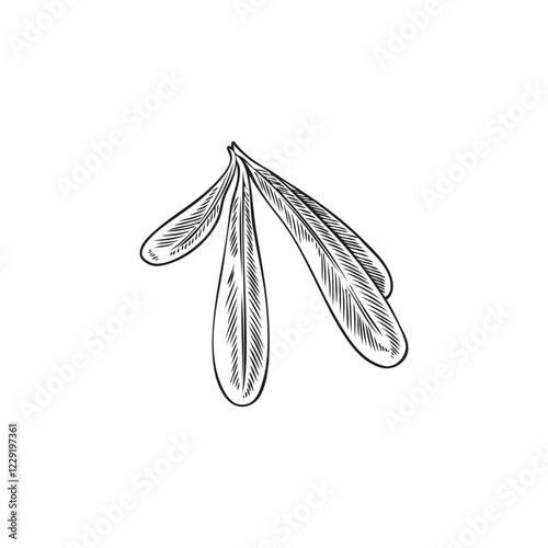 Argan tree leaves bunch engraved sketch vector icon, hand drawn floral element, garden foliage, tea herb medical plant