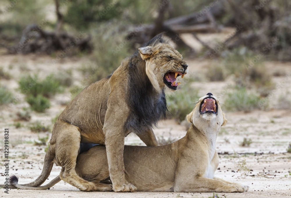 Obraz premium Black-maned lions (Panthera leo vernayi), fairly old animal pair mating, Kalahari Desert, Kgalagadi Transfrontier Park, South Africa, Africa