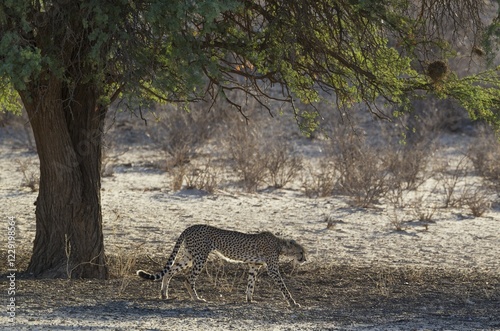 Cheetah (Acinonyx jubatus), subadult male under a camelthorn tree (Acacia erioloba), Kalahari Desert, Kgalagadi Transfrontier Park, South Africa, Africa photo