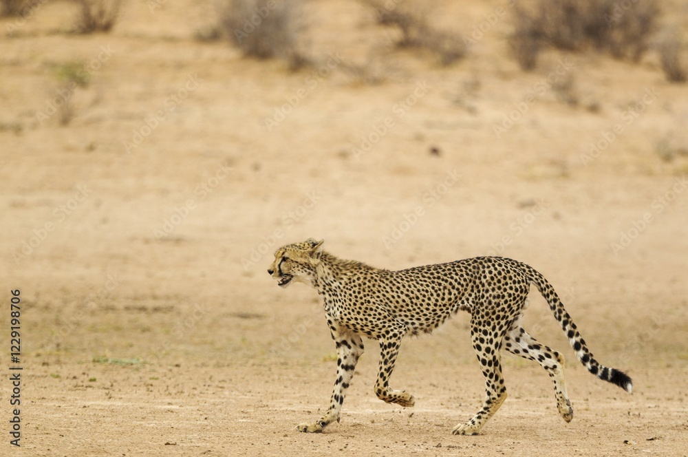 Obraz premium Cheetah (Acinonyx jubatus), subadult male, roaming in the dry and barren Auob riverbed, Kalahari Desert, Kgalagadi Transfrontier Park, South Africa, Africa