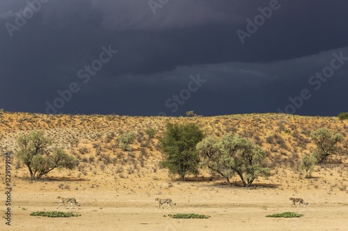 Tableau sur toile Cheetahs (Acinonyx jubatus), female walking in front of her two subadult male cu