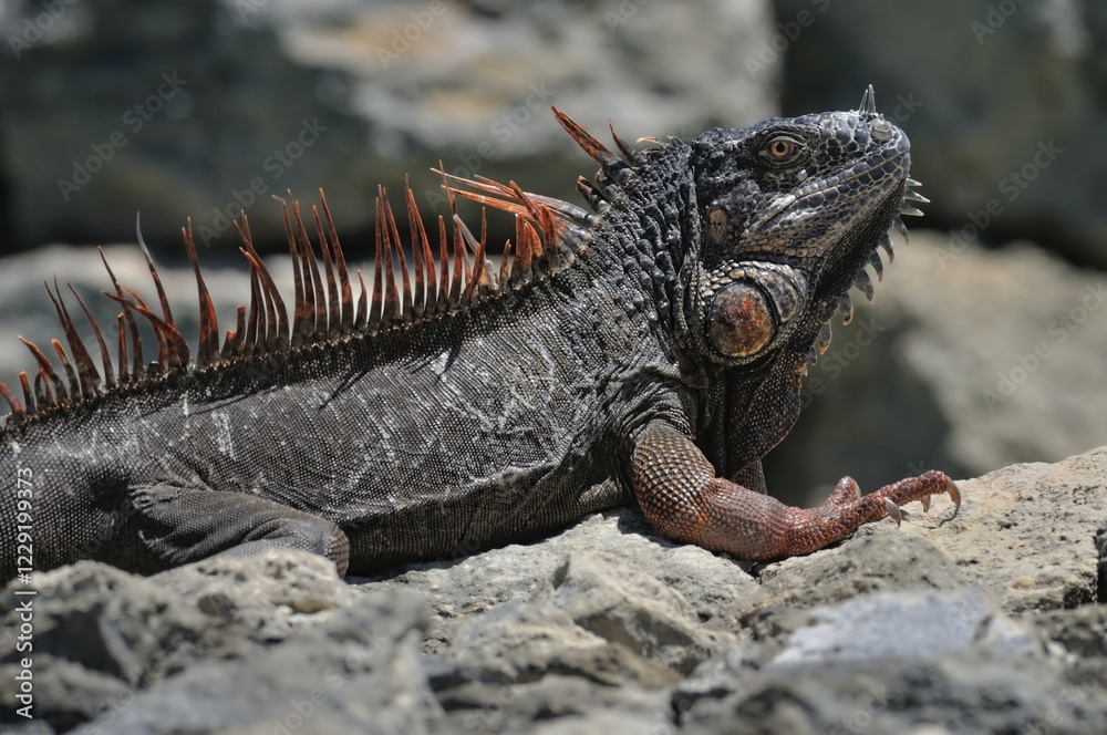 Obraz premium Green Iguana (Iguana iguana) on rock, Corozal district, Belize, Central America