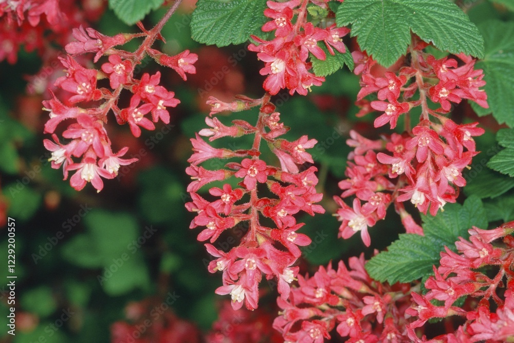 Red Currant in spring (Ribes sanguineum) Red Currant in spring (Ribes sanguineum)