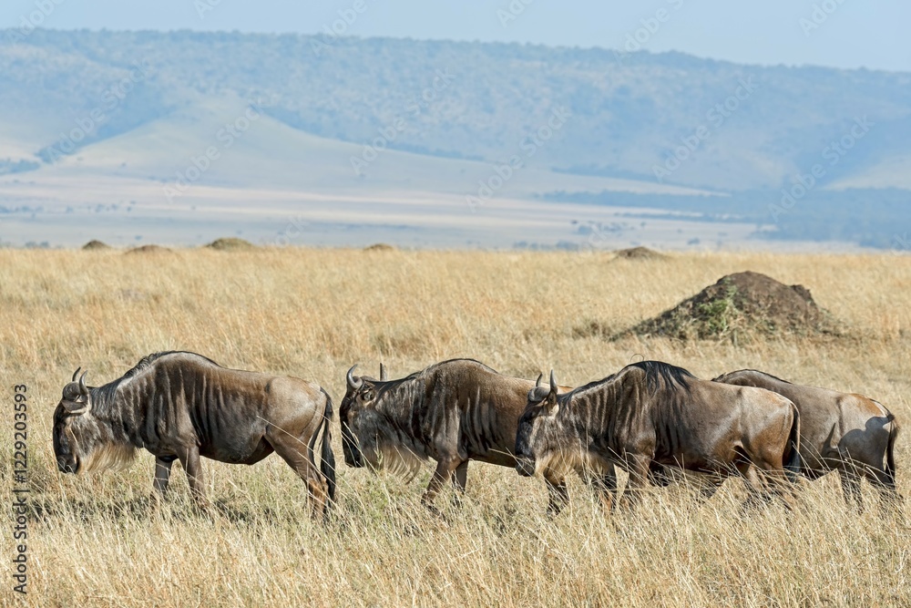 Fototapeta premium Blue Wildebeest migration (Connochaetes taurinus), Masai Mara National Reserve, Kenya, Africa