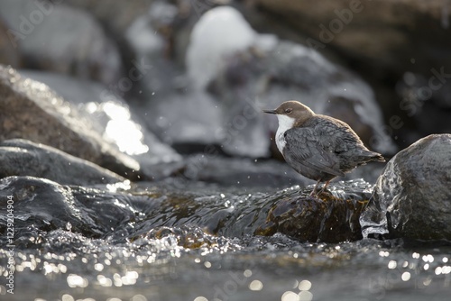 White-throated Dipper (Cinclus cinclus) sits on stone in the mountain stream, Stubai Valley, Tyrol, Austria, Europe photo