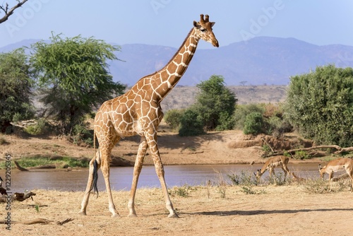 Reticulated giraffe or Somali giraffe (Giraffa reticulata camelopardalis) by river, Samburu National Reserve, Kenya, Africa