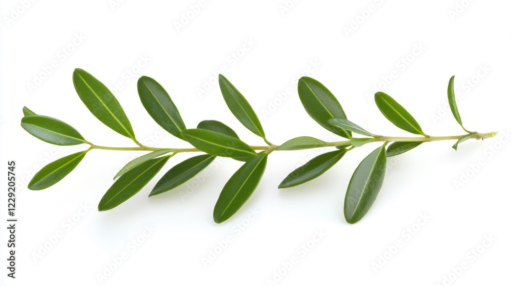 Single olive branch on a clean white surface Single olive branch on a clean white surface