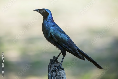 Burchell's starling (Lamprotornis australis), Sabi Sands Game Reserve, Mpumalanga, South Africa, Africa photo