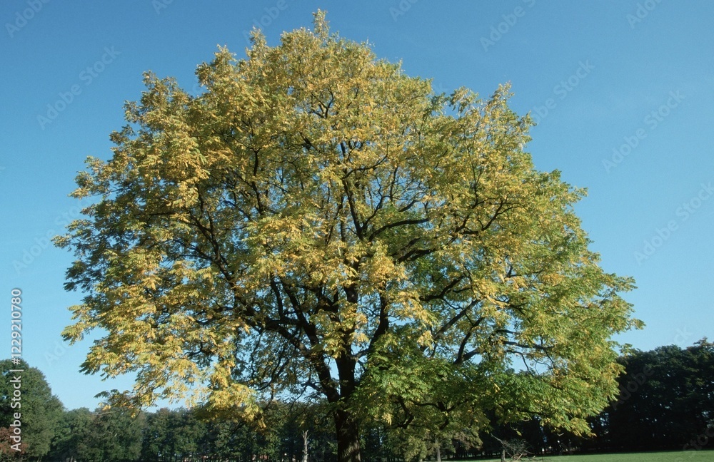 Nut tree (Juglans nigra) Nut tree (Juglans nigra)
