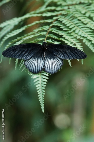 Swallowtail Butterfly (Papilio rumanzovia) photo