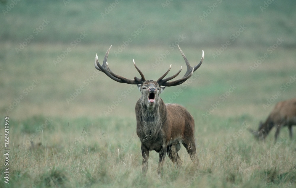 Fototapeta premium Red Deer, male (Cervus elaphus)