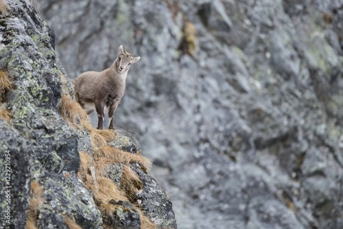 Alpine Ibex (Capra Ibex), young animal, Stubai Valley, Tyrol, Austria, Europe