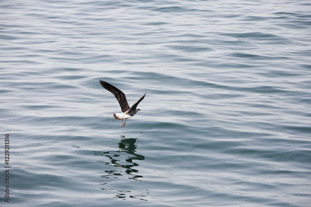 A seagull flying over the water A seagull flying over the water