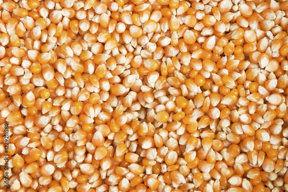 Dried maize grain