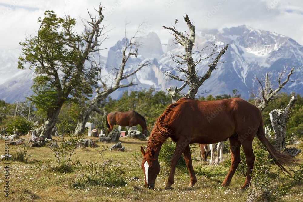 Fototapeta premium Grazing horses on a green meadow in front of the Cuernos del Paine granite mountains, Torres del Paine National Park, Thyndal, Magallanes and Antártica Chilena Region, Patagonia, Chile, South America, America, South America
