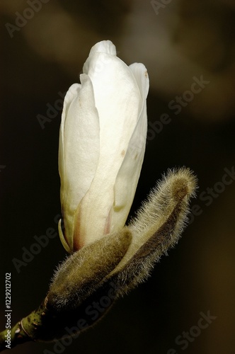 Magnolia, blossom (Magnolia cobus)