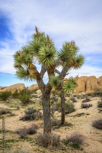 Wallpaper Mural Joshua Tree (Yucca brevifolia), Desert Landscape, Arch Rock Nature Trail, White Tank Campground, National Park, Palm Desert, California, USA, North America Torontodigital.ca
