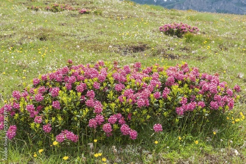 Alpenrose (Rhododendron ferrugineum), alp, Dolomites, Veneto, Italy, Europe photo