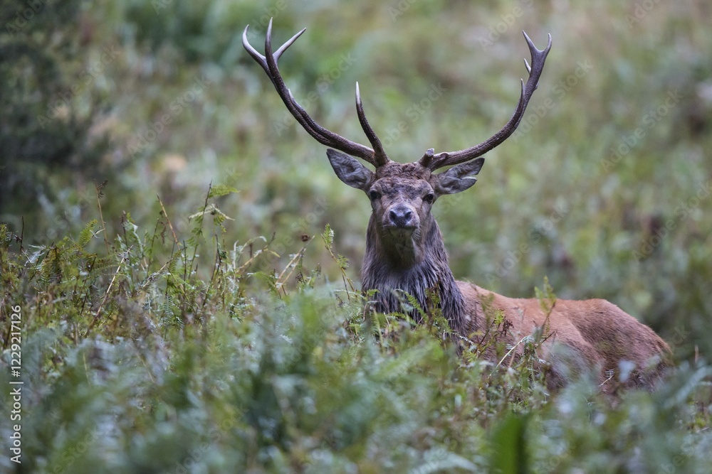 Naklejka premium Red deer (Cervus elaphus) behind ferns, Stubai Valley, Tyrol, Austria, Europe