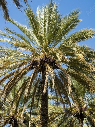 Date palm bearing fruit, Dhakiliya Region, Oman, Asia photo