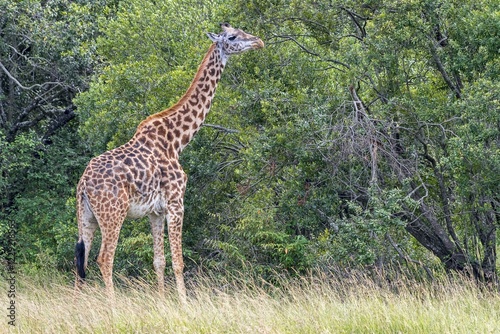 Giraffe (Giraffa camelopardalis), feeding from tree, Masai Mara, Kenya, Africa
