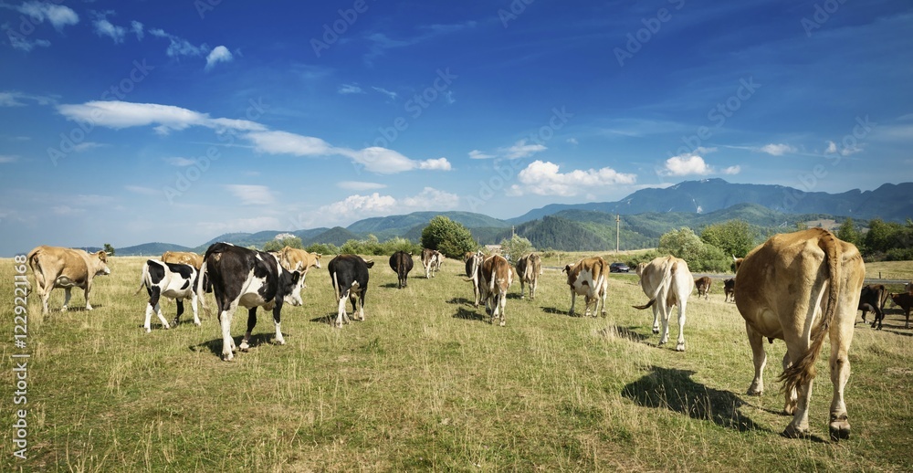 picture of a herd of cows picture of a herd of cows