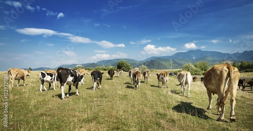 picture of a herd of cows