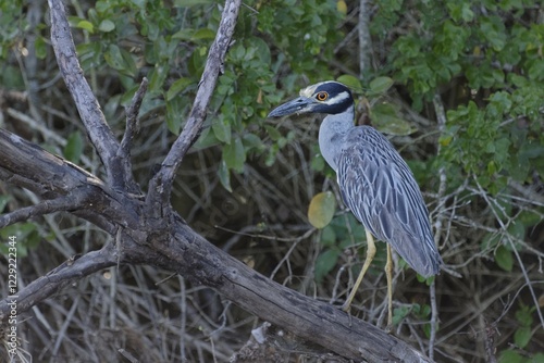 Yellow-crowned night heron (Nyctanassa violacea), standing on trunk, Belize district, Belize, Central America photo