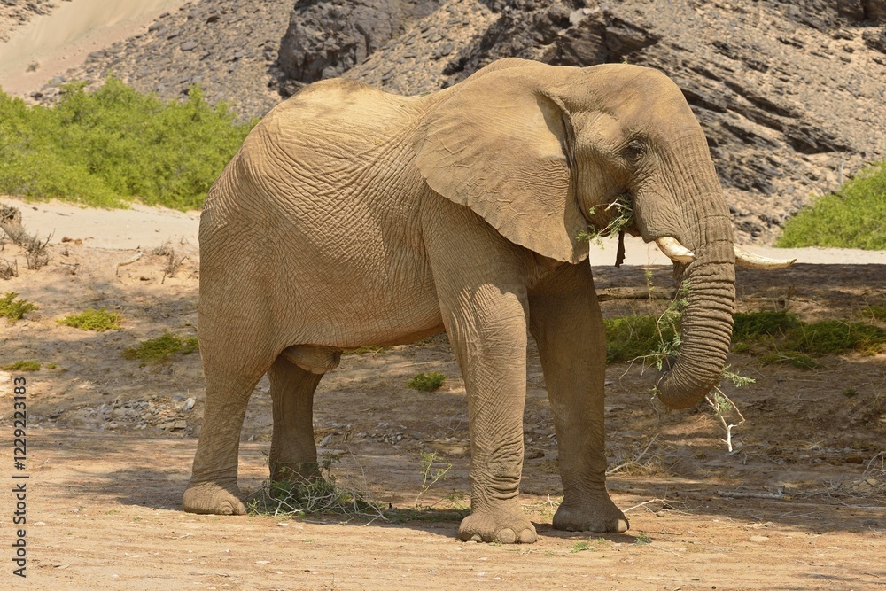 Fototapeta premium Namibian desert elephant (Loxodonta africana), bull eating, Hoanib River, Namib Desert, Kaokoland, Kaokoveld, Kunene region, Namibia, Africa