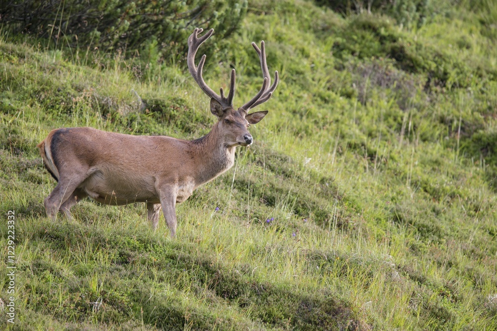 Red deer (Cervus elaphus) with velvet antlers, Stubai Valley, Tyrol, Austria, Europe Red deer (Cervus elaphus) with velvet antlers, Stubai Valley, Tyrol, Austria, Europe