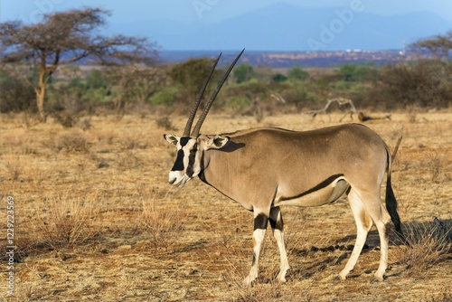 East African oryx or beisa (Oryx beisa), Samburu National Reserve, Kenya, Africa