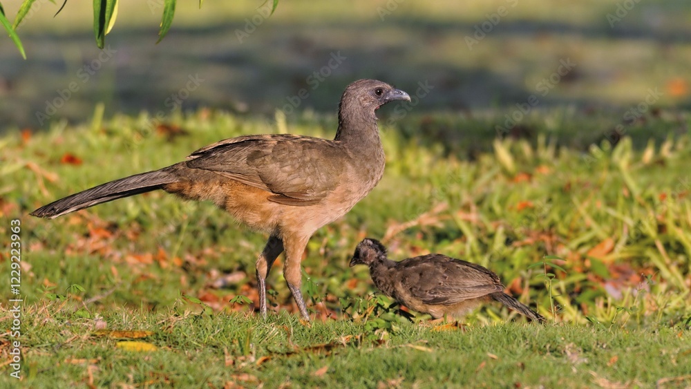 Plain Chachalaca (Ortalis vetula), with chick, Corozal district, Belize, Central America Plain Chachalaca (Ortalis vetula), with chick, Corozal district, Belize, Central America