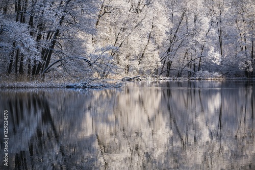Snowy trees reflecting in lake, Warmia-Masuria Province, Poland, Europe