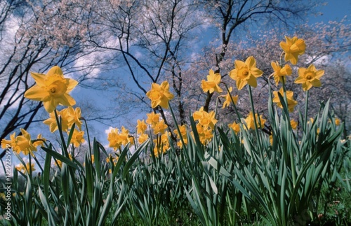 Daffodils 'Saint Keverne' Narcissus photo